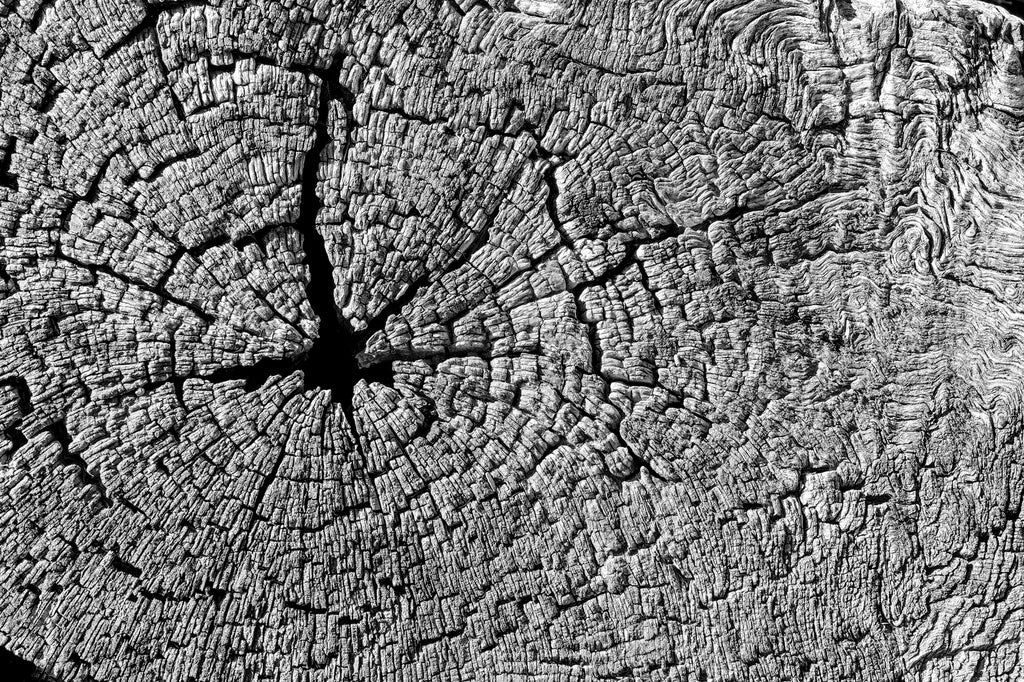 Tree Ring Texture