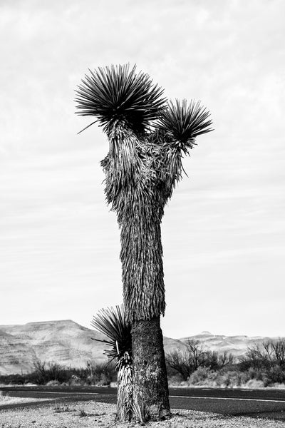 Black and white landscape photograph focused on a towering yucca plant in the western desert.