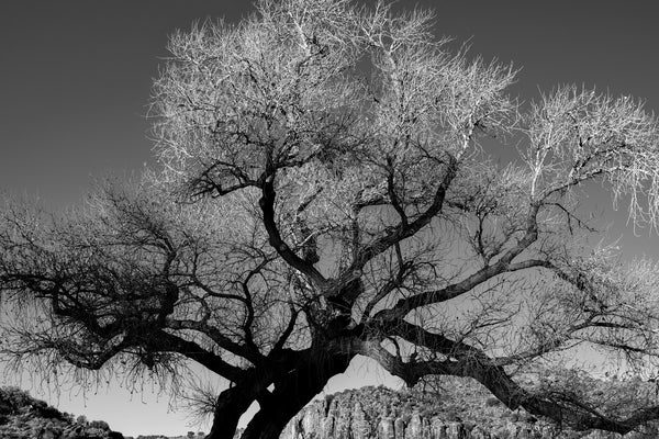 Black and white photograph of a barren winter cottonwood tree in the southwestern desert with branches catching the first golden sunlight of morning.