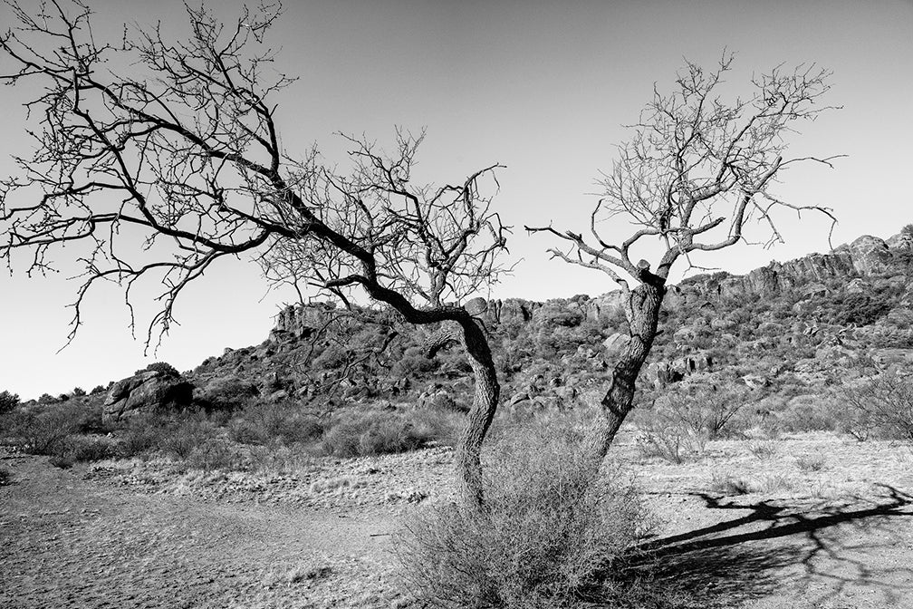 Desert Tree: Black and White Landscape Photograph (KD001569)