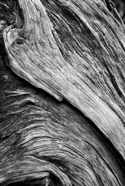 Black and white detail photograph of a weathered old tree with woodgrains flowing like a river.