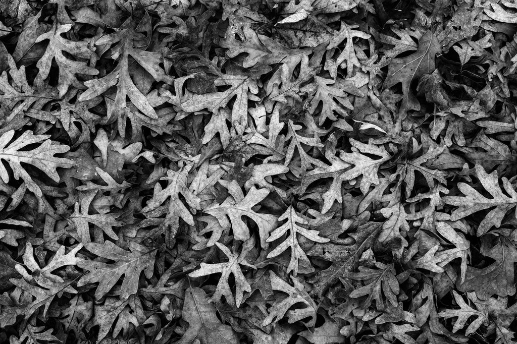 Black and white photograph of oak leaves gathered on the ground beneath a mighty old oak tree.