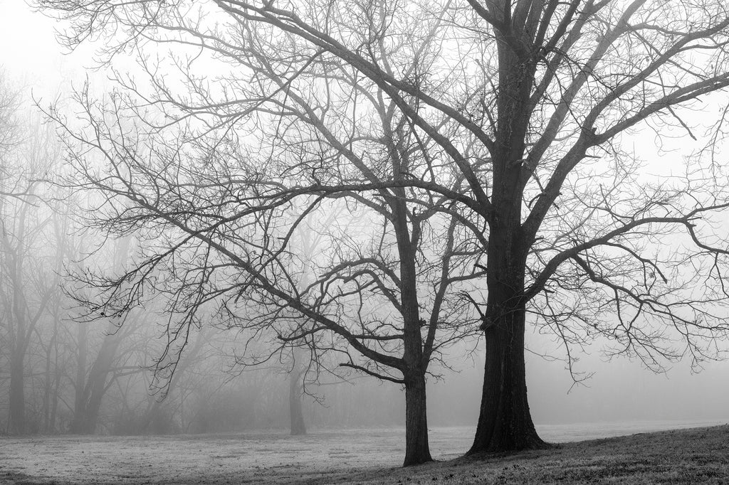 Black and white landscape photograph of barren winter trees set in an atmospheric early morning fog.