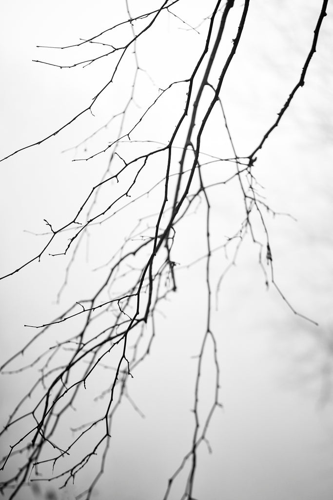 Black and white landscape photograph of barren winter tree branches seen in morning fog.