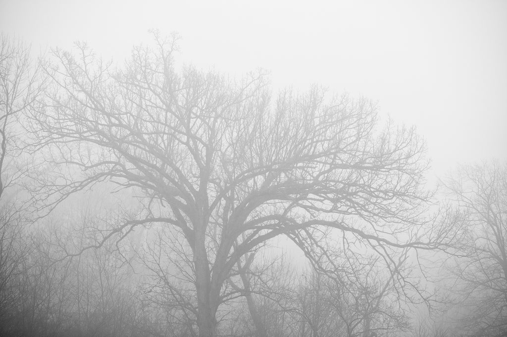 Black and white landscape photograph of barren winter trees subdued by thick morning fog.