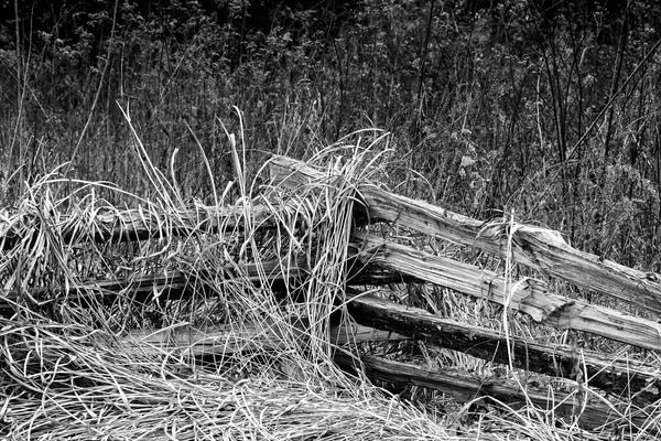 Black and white landscape photograph of a wooden split rail fence tangled in long winter grasses.