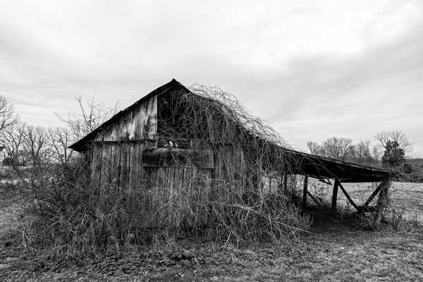 Black and white photograph of an old wooden farm shed that is overgrown with tangled vines.