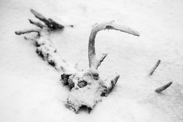 Black and white photograph of a deer skull and bones lying under a dusting of fresh snow.