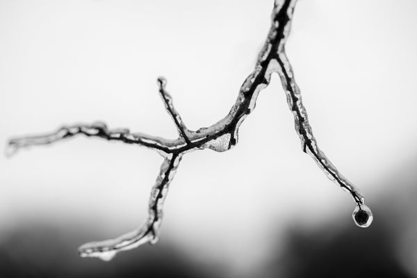 Black and white photograph of an ice-clad winter tree branch set against an out of focus background.