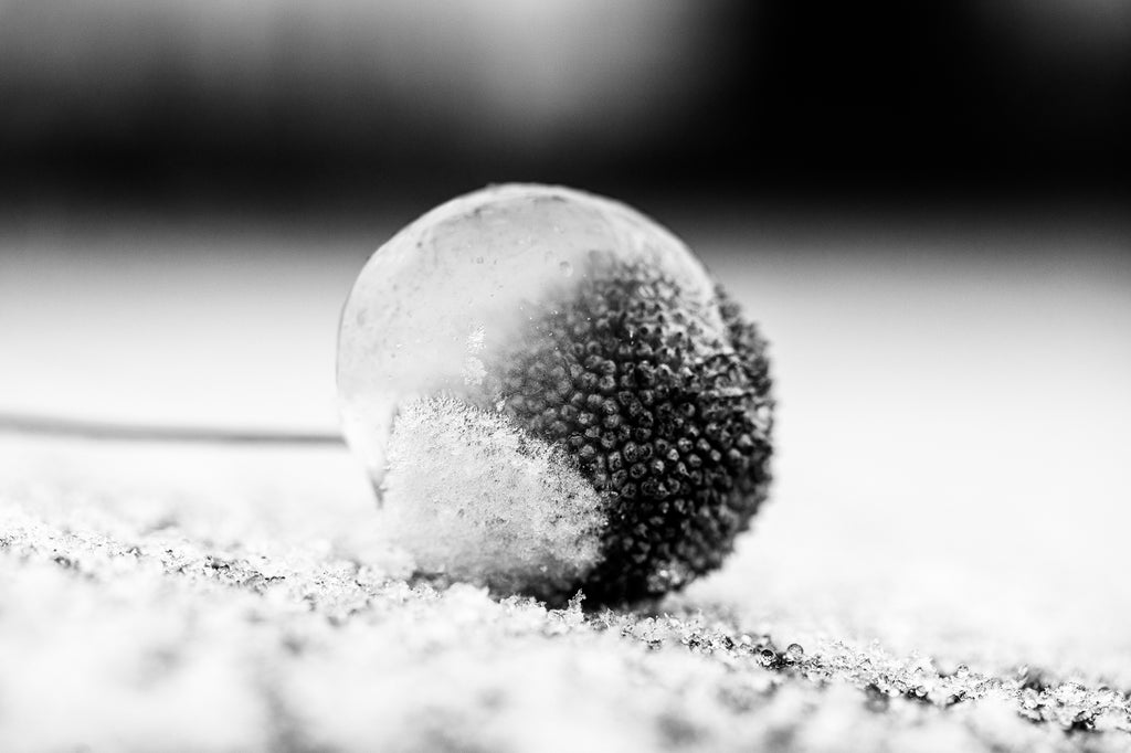 Black and white macro photograph of a seed ball from a sycamore tree encased in a ball of winter ice.
