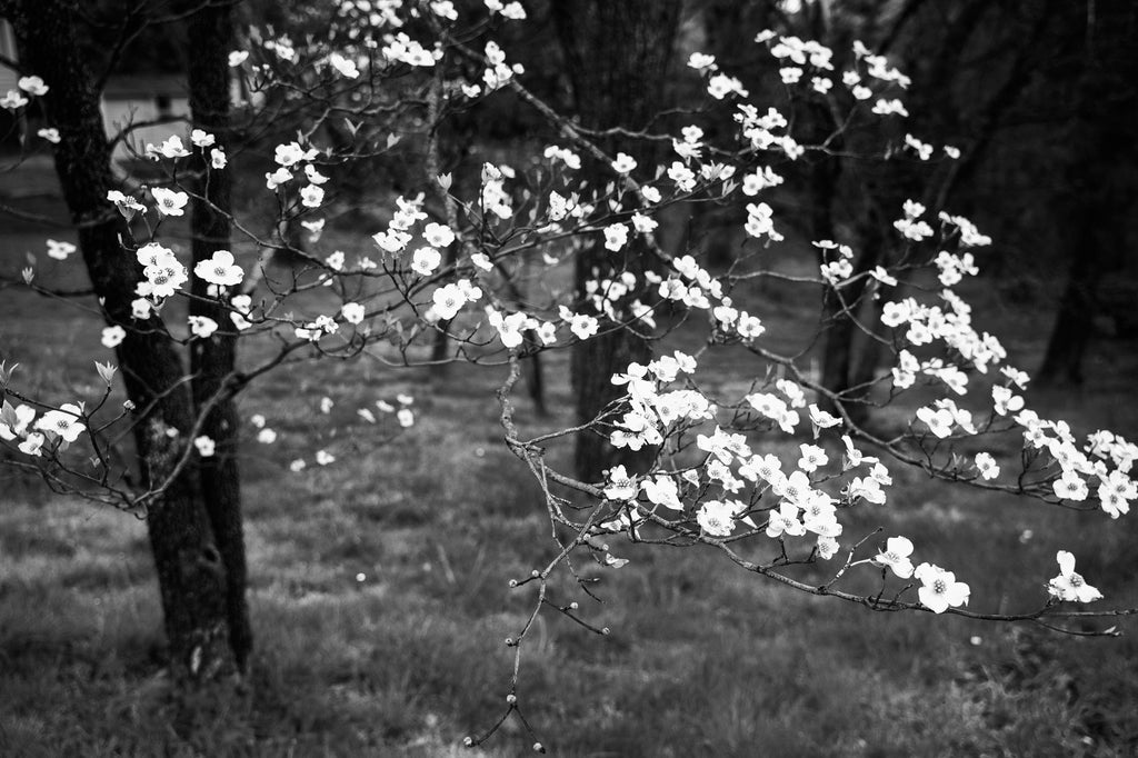 Black and white landscape photograph of a flowering dogwood tree in soft morning light.