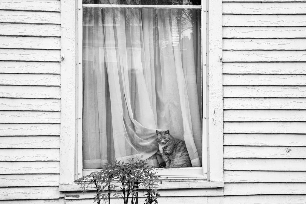Black and white photograph of a cat with what seems like a skeptical expression sitting in the window of a big old white house.