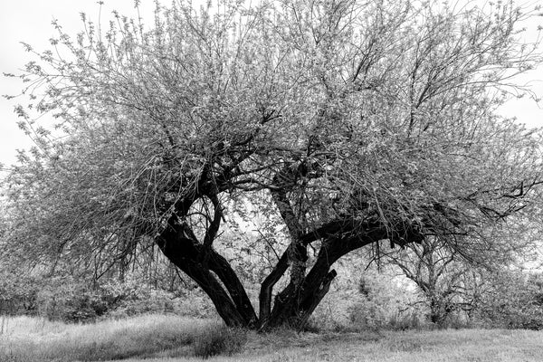 Black and white photograph of a small tree with several trunks sprouting fresh bright green spring foliage.