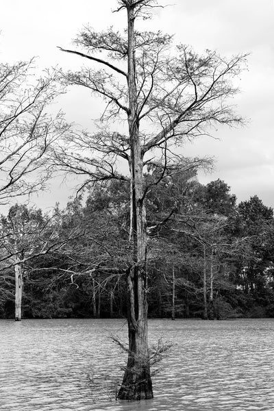 Black and white photograph of a beautiful bald cypress tree standing in a shallow lake in the southern United States.