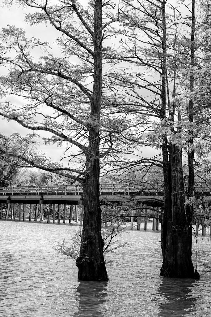 Black and white photograph of a beautiful cypress trees standing in a shallow southern bayou with a bridge visible in the distance.