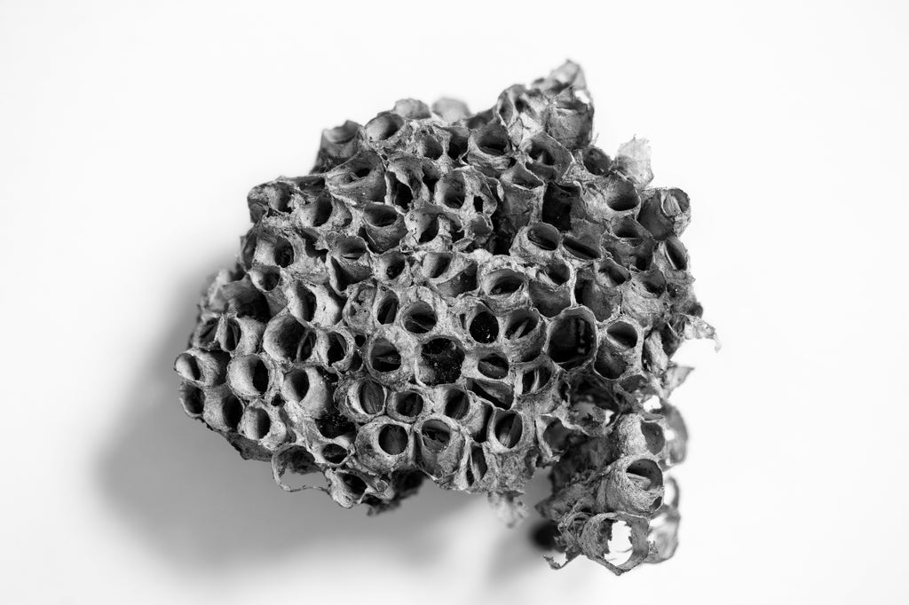 Shriveled Old Wasp Nest - Black and White Photograph (KD003889X)