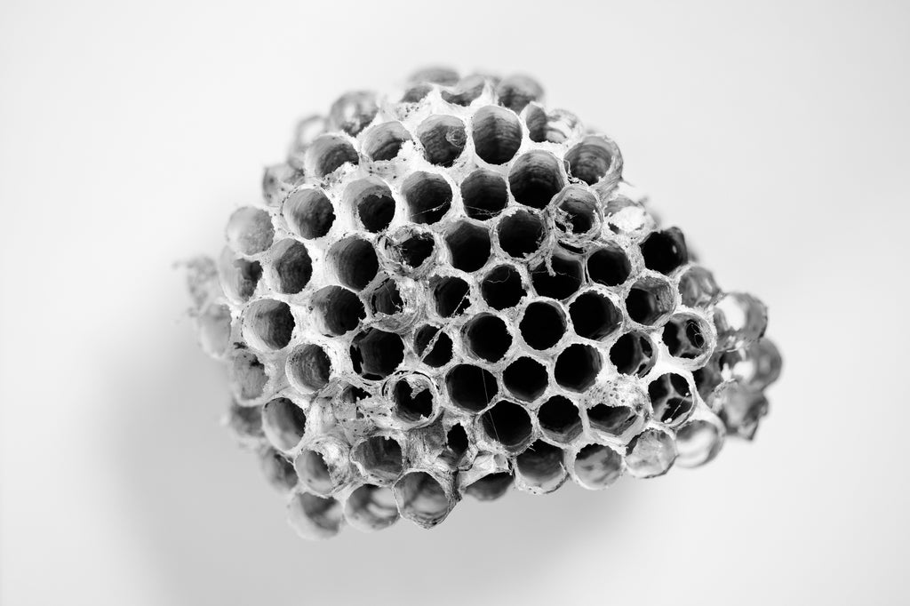 Black and white photograph of the patterns of an empty wasp nest seen close-up