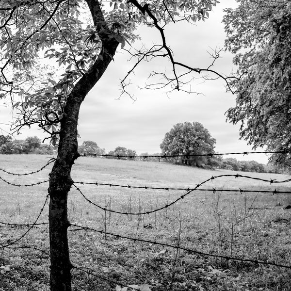 Black and white photograph of a rural landscape with wildflowers dotting the hillside and a wavy barbed wire fence.