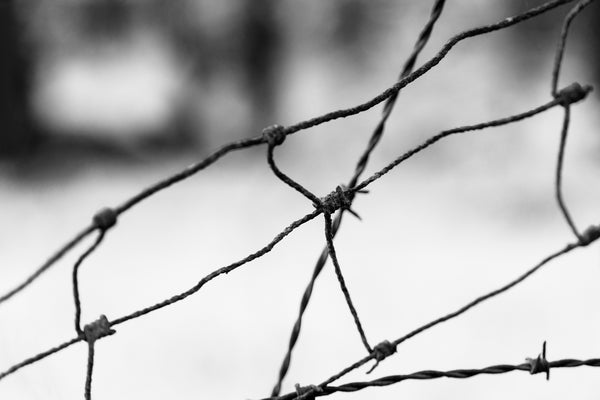 Black and white photograph composed of the wavy lines in a rusty old barbed wire fence.