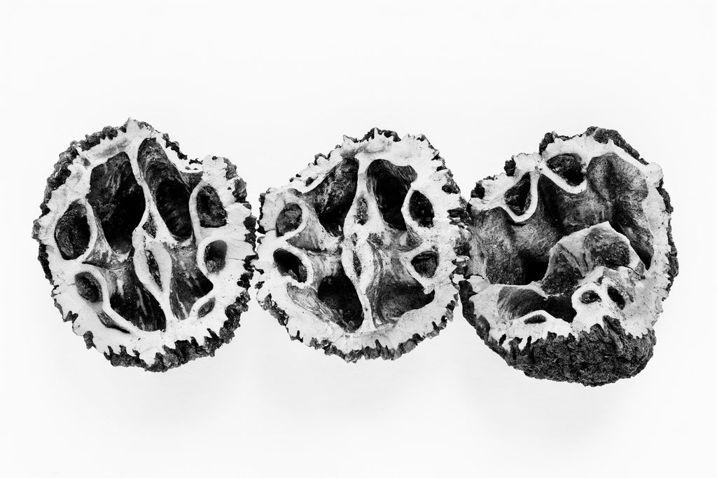 Detailed black and white macro photograph of three broken walnut shells lined up in a row on a white background.