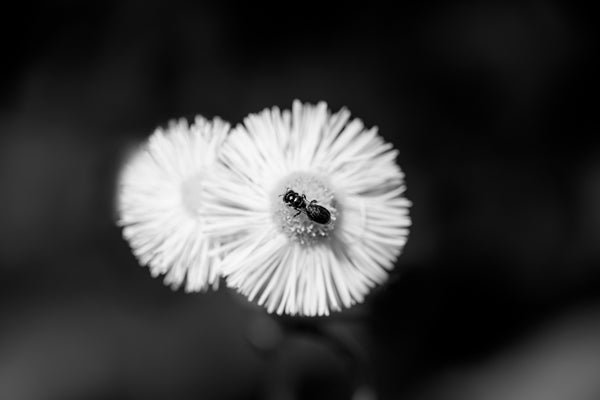 Black and white photograph of a small bee enjoying the nectar and pollen of a spring wildflower. Lens is positioned so closely that the bee is sharply in focus while the flowers are out of focus.