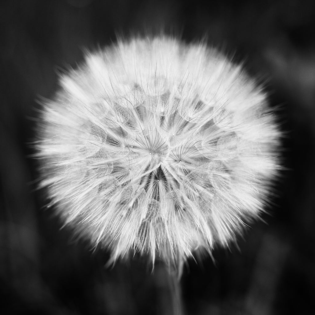 Black and white macro photograph of the seed head of a beautiful western salsify plant that looks like a giant dandelion. (Square format)