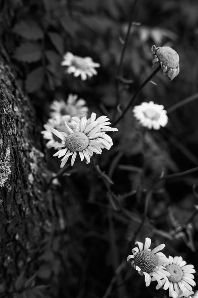 Black and white landscape photograph of spring wildflowers growing around the base of a tree.
