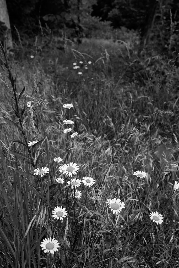 Black and white photograph of wildflowers growing among tall grass in a wild and scruffy landscape.