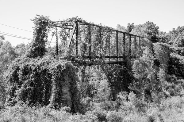 Black and white photograph of an abandoned and overgrown iron bridge found in the Mississippi Delta