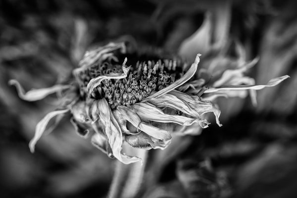 Black and white photograph of the textures of a fallen and wrinkled sunflower.