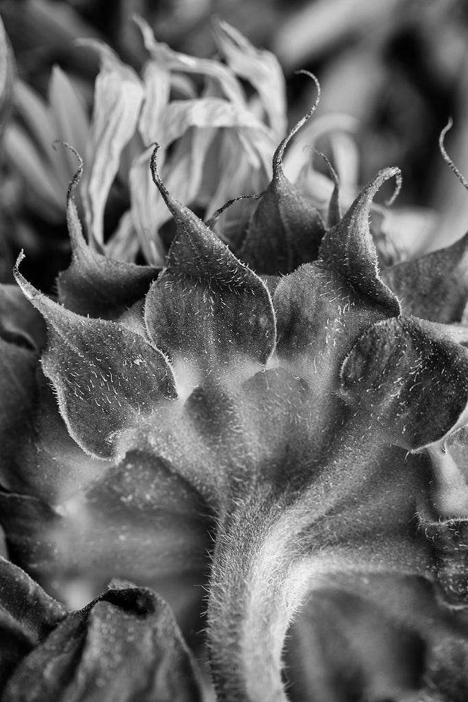 Black and white photograph of the stem and leaves of a dead, wrinkled sunflower.