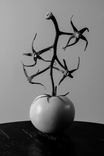 Dramatic black and white photographic still life of a tomato with vine and stems still attached.