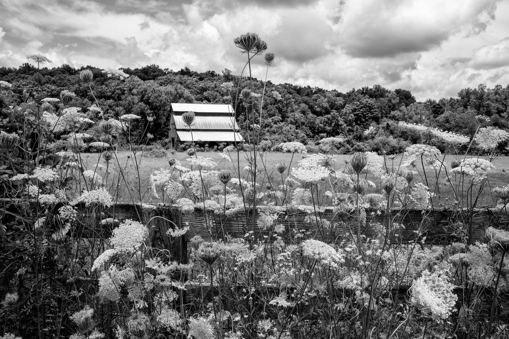 Black and white landscape photograph of a wooden fence overgrown with Queen Anne's Lace along the edge of a rural farm.