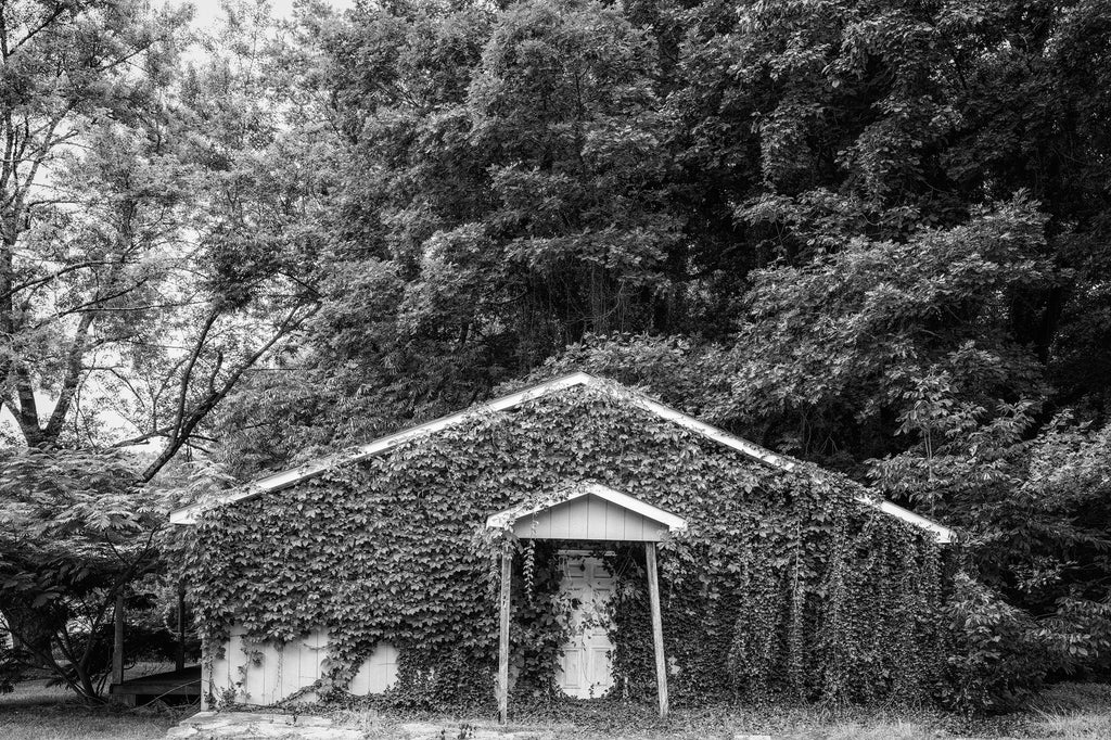 Black and white photograph of an abandoned old house covered in cascading layers of ivy.