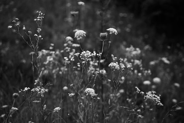 Black and white photograph of summer flowers growing in a verdant field.