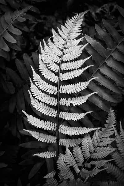 Black and white landscape photograph of a bright green fern in the shadows of the forest.