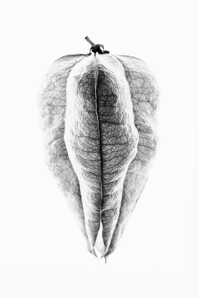 Black and white photograph of a Goldenrain Tree seed pod, which resembles a paper lantern.