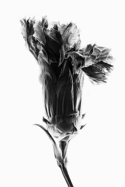 Black and white photograph of a dried flower bloom shot against a bright backlight revealing textures and wrinkles.