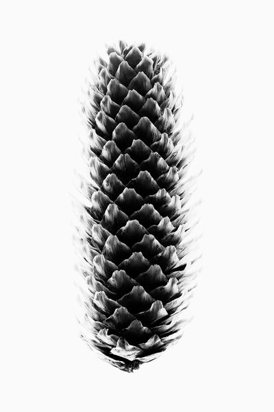 Black and white photograph of a pine cone shot in high contrast against a bright backlight revealing textures and patterns.