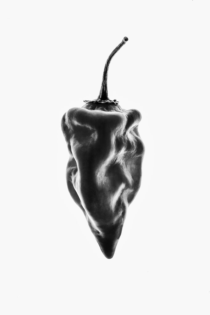 Dramatic black and white photograph of a glossy, waxy chili pepper shot in front of a bright backlight.