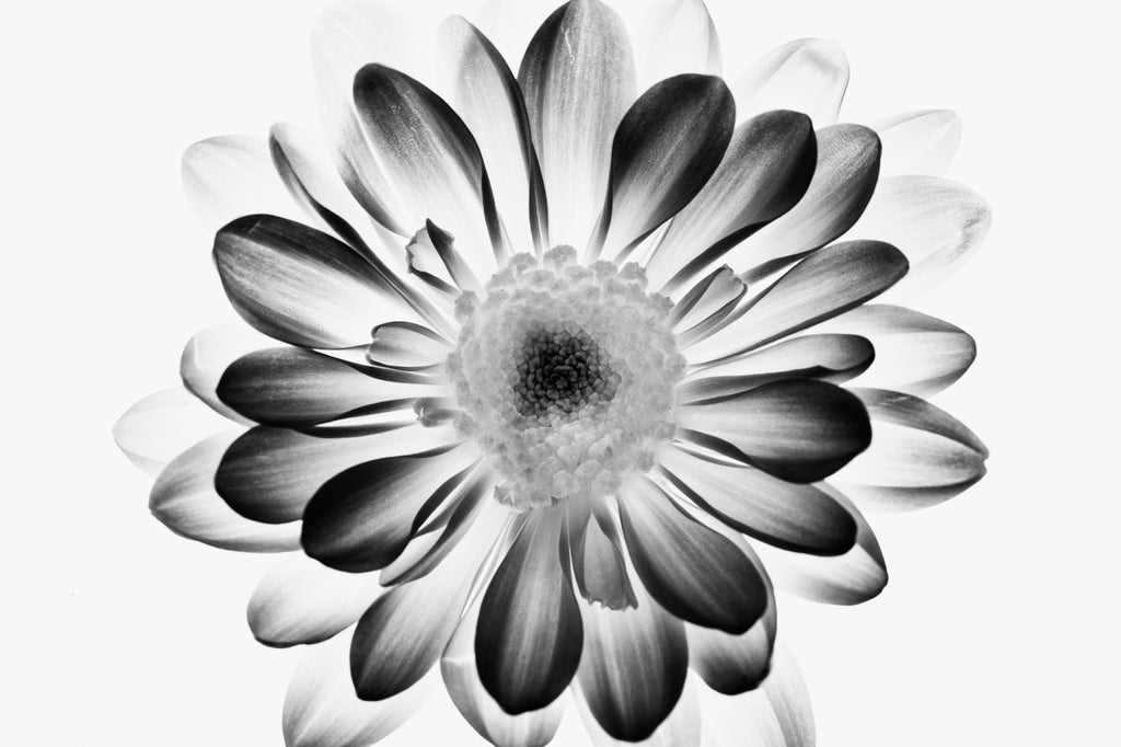 Black and white high contrast photograph of a flower blossom lit throughout from a strong backlight.