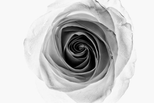 Black and white minimalist photograph of a white rose on a white backlight background.