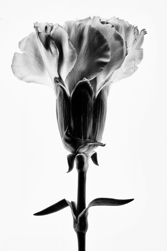 Black and white photograph of a beautiful flower bloom and its stem shot against a bright white backlight.