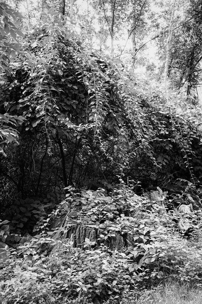 Black and white landscape photograph of the dense, overgrown, verdant forest of Massachusetts in summertime.