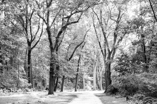 Black and white photograph of morning light in the forest around the Lexington and Concord Battle Road, once called the Bay Road, famous for the midnight ride of Paul Revere.