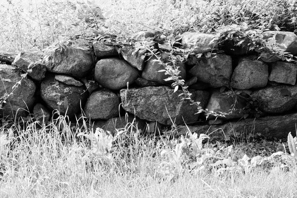 Black and white photograph of a beautiful old New England stone wall with overhanging vines.