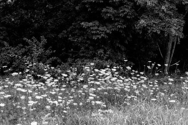 Black and white landscape photograph of a meadow filled with wildflowers along the dark edge of a forest.