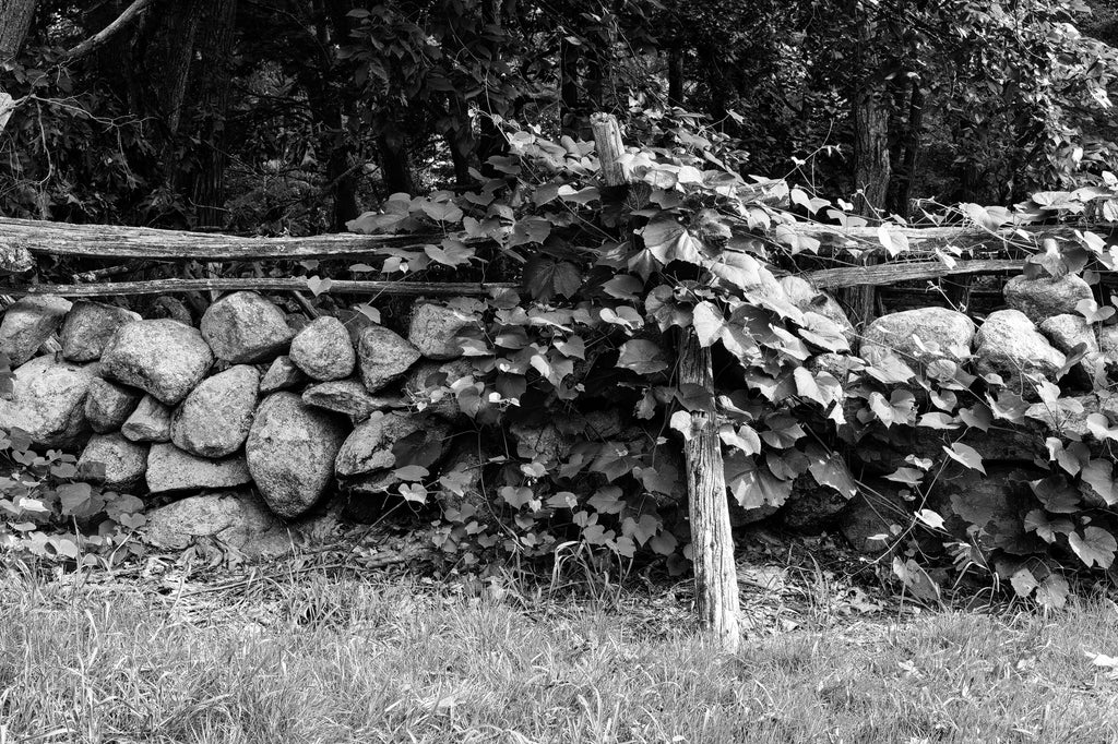 Black and white landscape photograph of a stone wall with a split rail wooden fence covered in summer vines.