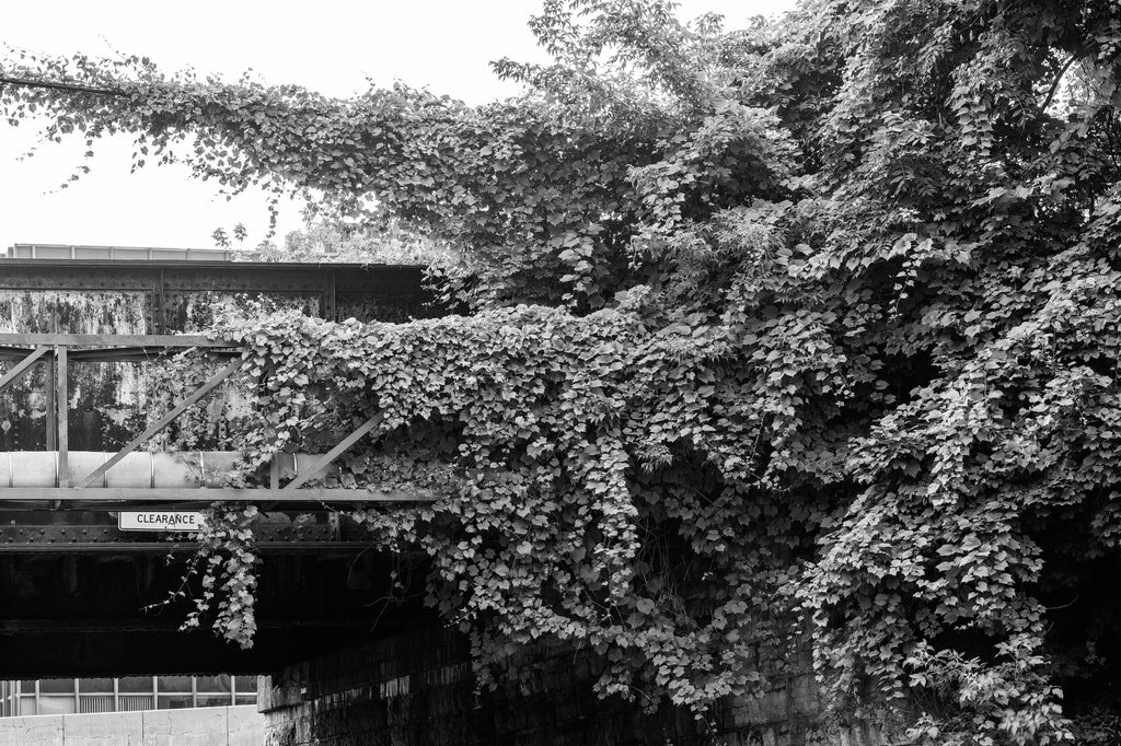 Black and white urban landscape photograph of ivy growing on bridges and wires near downtown Rochester, New York.