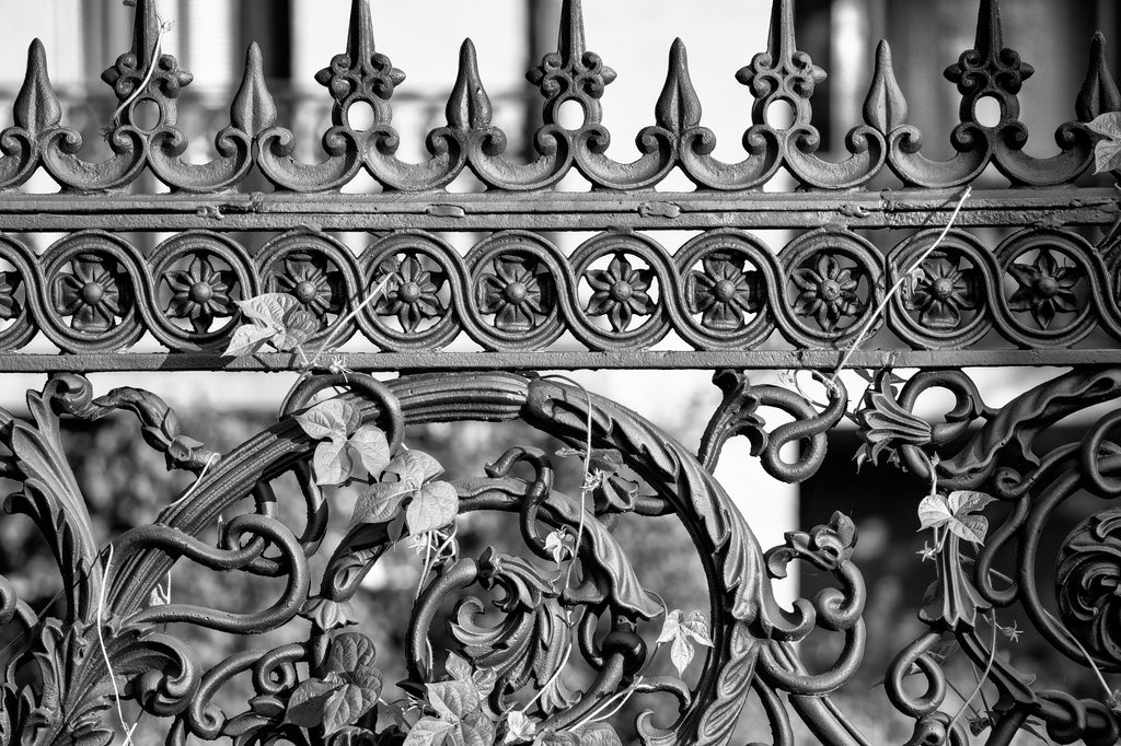 Black and white photograph of a beautiful, ornate ironwork fence laced through with the tendrils of morning glory vines.